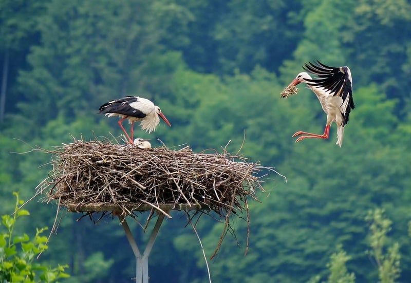 cigogne