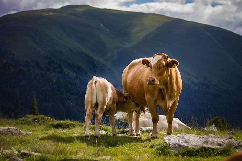 vache