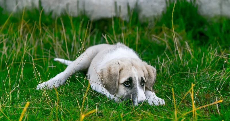 Pourquoi votre bébé s’ennuie vite (et pourquoi ce n’est pas un problème)