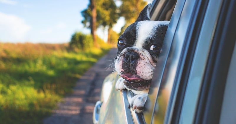 Vacances en famille avec un chien : nos astuces pour un voyage réussi